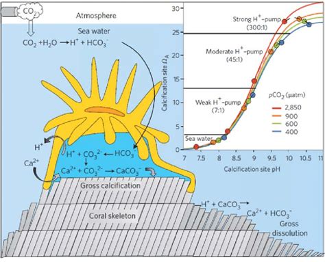 coral calcification and ocean acidification prada